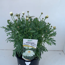 Load image into Gallery viewer, Argyranthemum 'Double White'