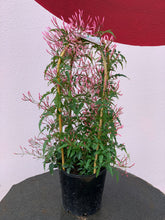 Load image into Gallery viewer, Jasminum polyanthum