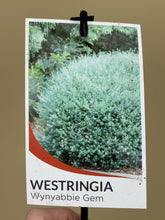 Load image into Gallery viewer, Westringia ’Wynyabbie Gem’