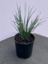 Load image into Gallery viewer, Lomandra ‘Frosty Top’