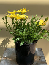 Load image into Gallery viewer, Osteospermum ecklons ‘Voltage’
