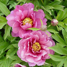 Load image into Gallery viewer, Itoh Peony 'Yankee Doodle Dandy'
