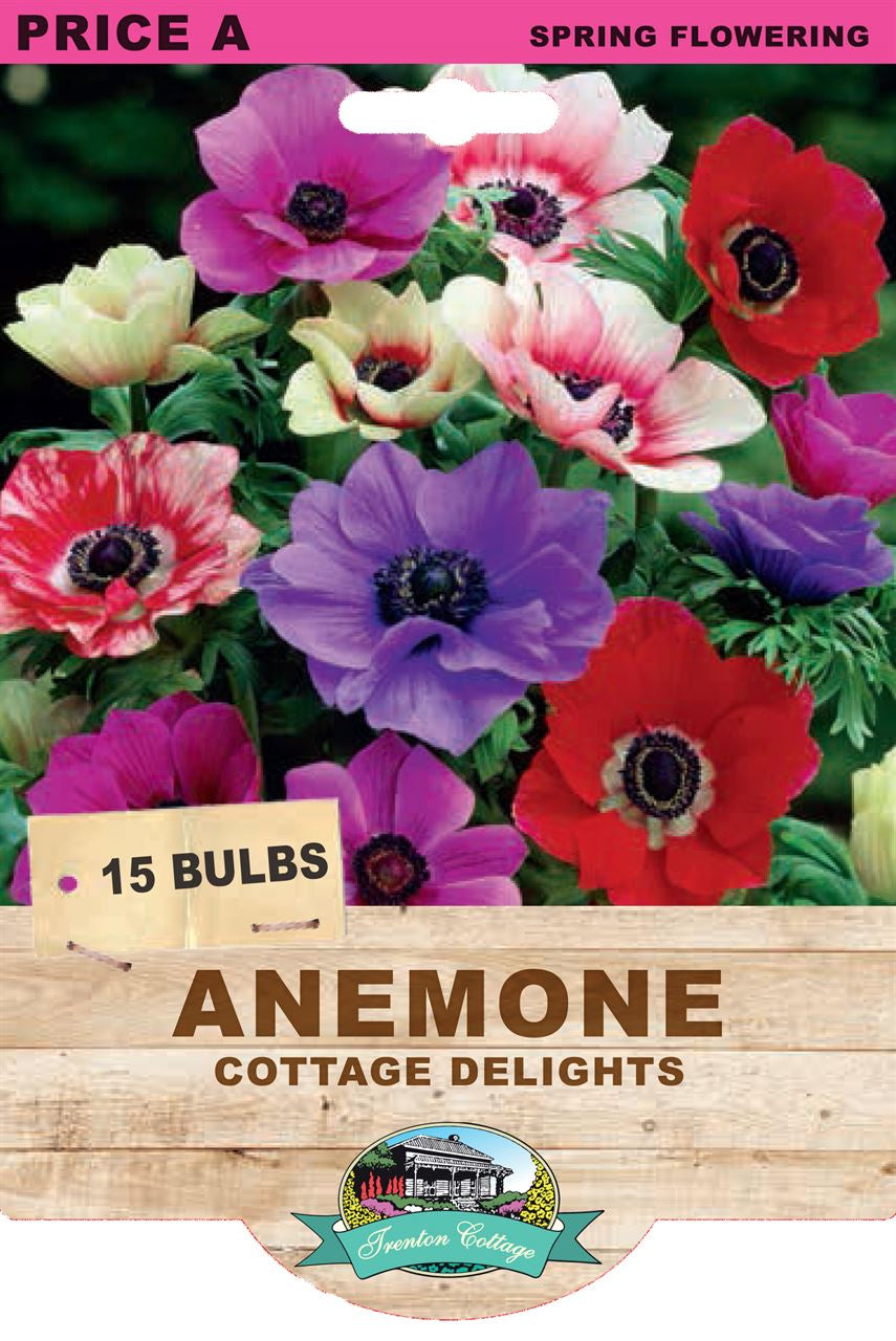 Anemone 'Cottage Delights'