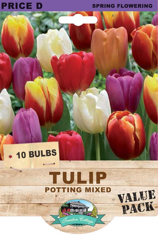 Tulip 'Potting Mixed'