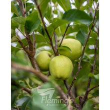 Load image into Gallery viewer, Apple Dwarf &#39;Golden Delicious&#39;
