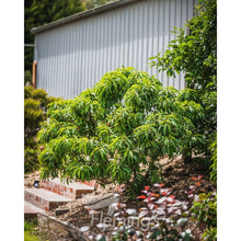 Load image into Gallery viewer, Nectarine Minature Trixzie 'Nectazee'
