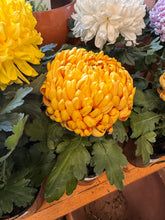 Load image into Gallery viewer, Chrysanthemum morifolium
