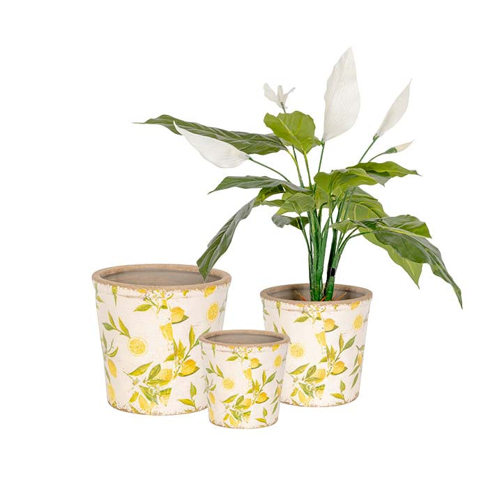 Pot Lemon Tall
