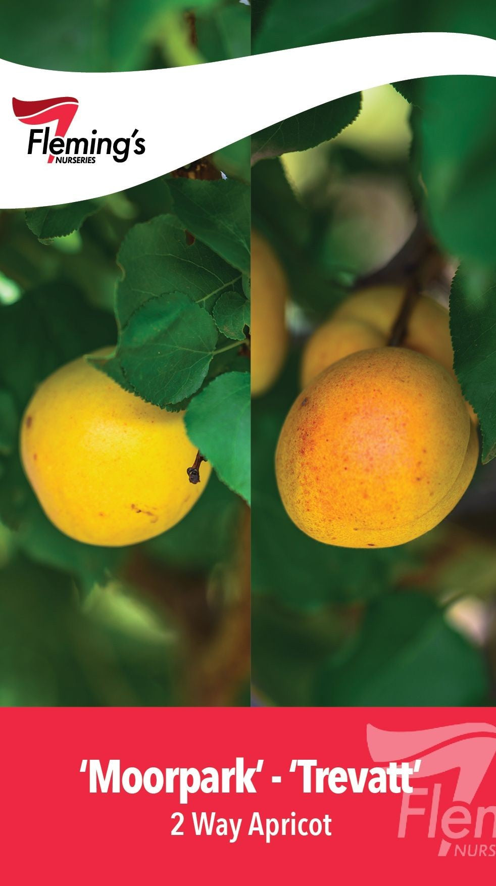 Apricot ’Moorpark’ + ‘Trevatt’ 2-way
