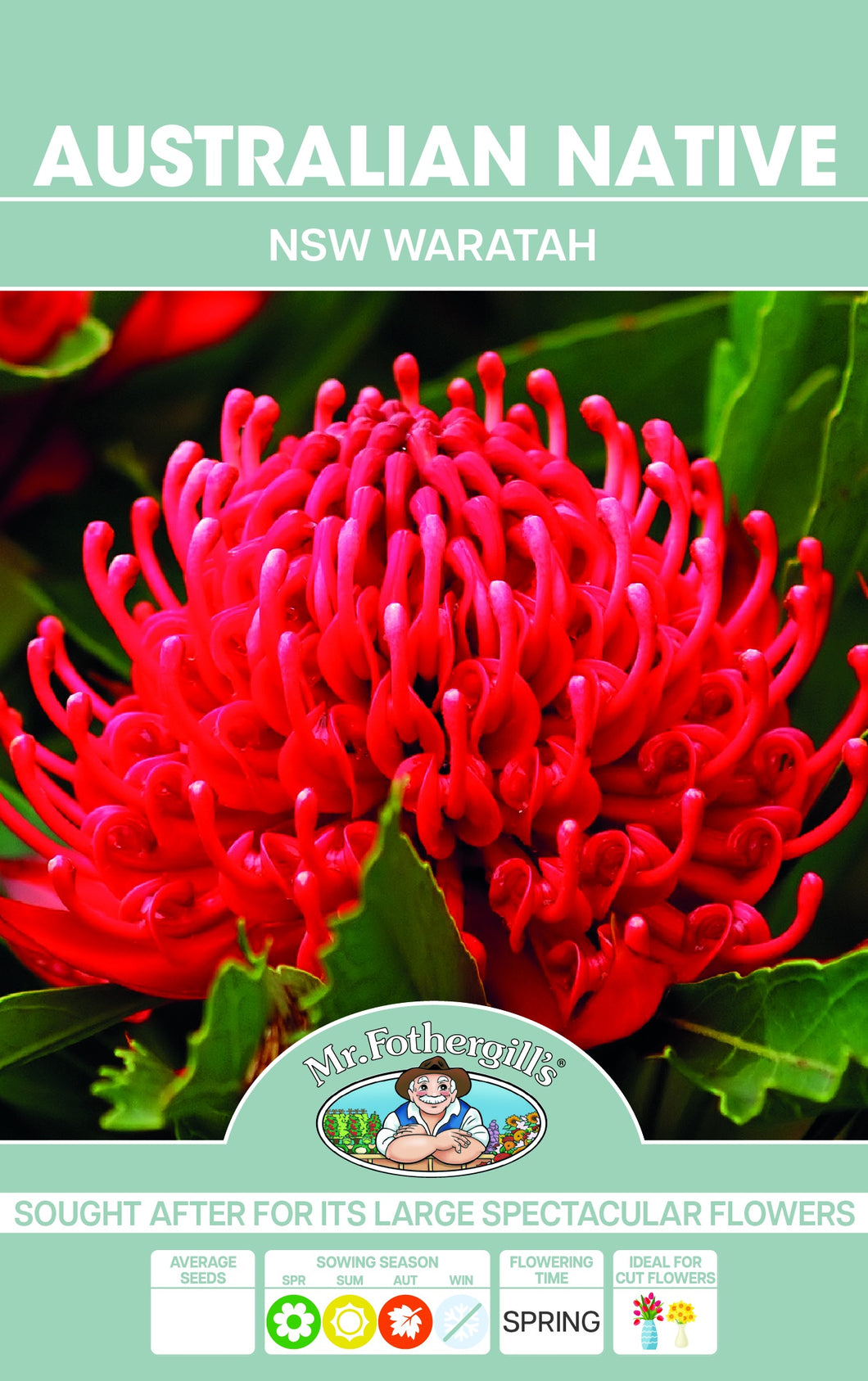 Telopea speciosissima (NSW Waratah) seeds