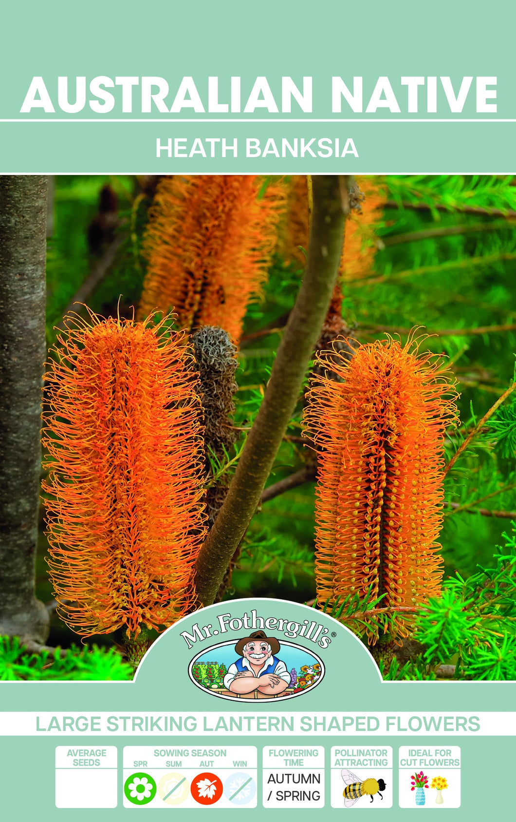 Banksia ericifolia (Heath Banksia) seeds
