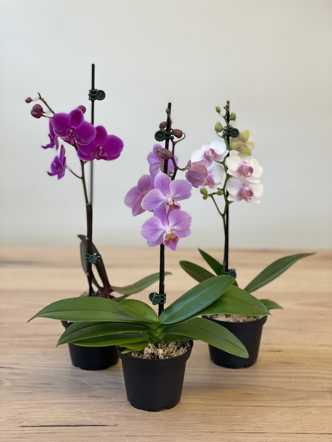 Phalaenopsis Orchid - Small