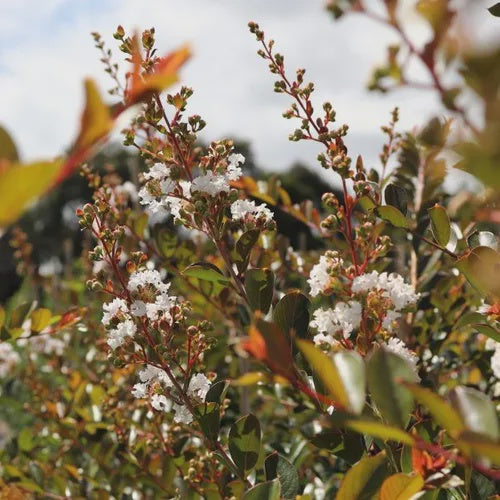 Lagerstroemia indica x fauriei 'Acoma'