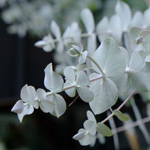 Load image into Gallery viewer, Eucalyptus pulverulenta 'Baby Blue'
