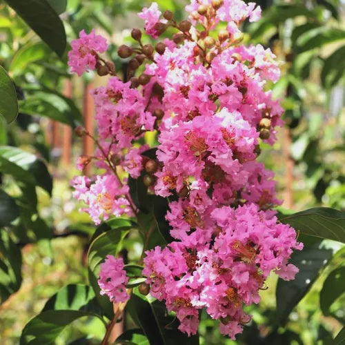 Lagerstroemia 'Biloxi'