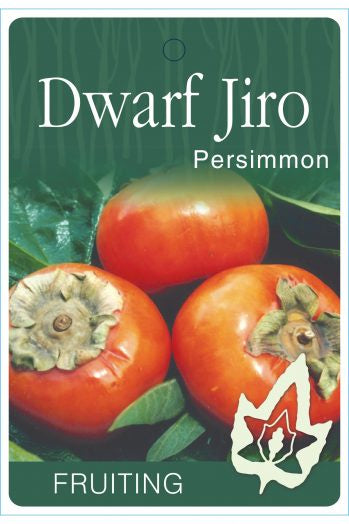 Persimmon 'Jiro' Dwarf