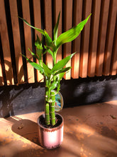 Load image into Gallery viewer, Lucky Bamboo Ceramic Pot

