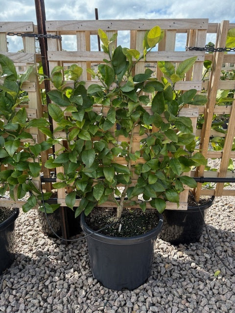 Lemon 'Meyer' Espalier