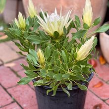 Load image into Gallery viewer, Protea &#39;White Crown&#39;
