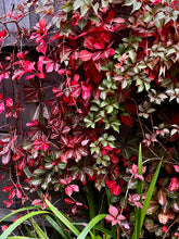 Load image into Gallery viewer, Parthenocissus henryana
