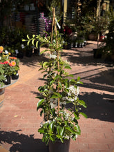 Load image into Gallery viewer, Stephanotis floribunda
