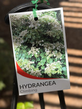 Load image into Gallery viewer, Hydrangea anomola subsp. petiolaris
