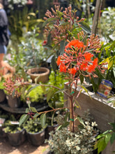 Load image into Gallery viewer, Corymbia ficifolia 'Baby Orange'
