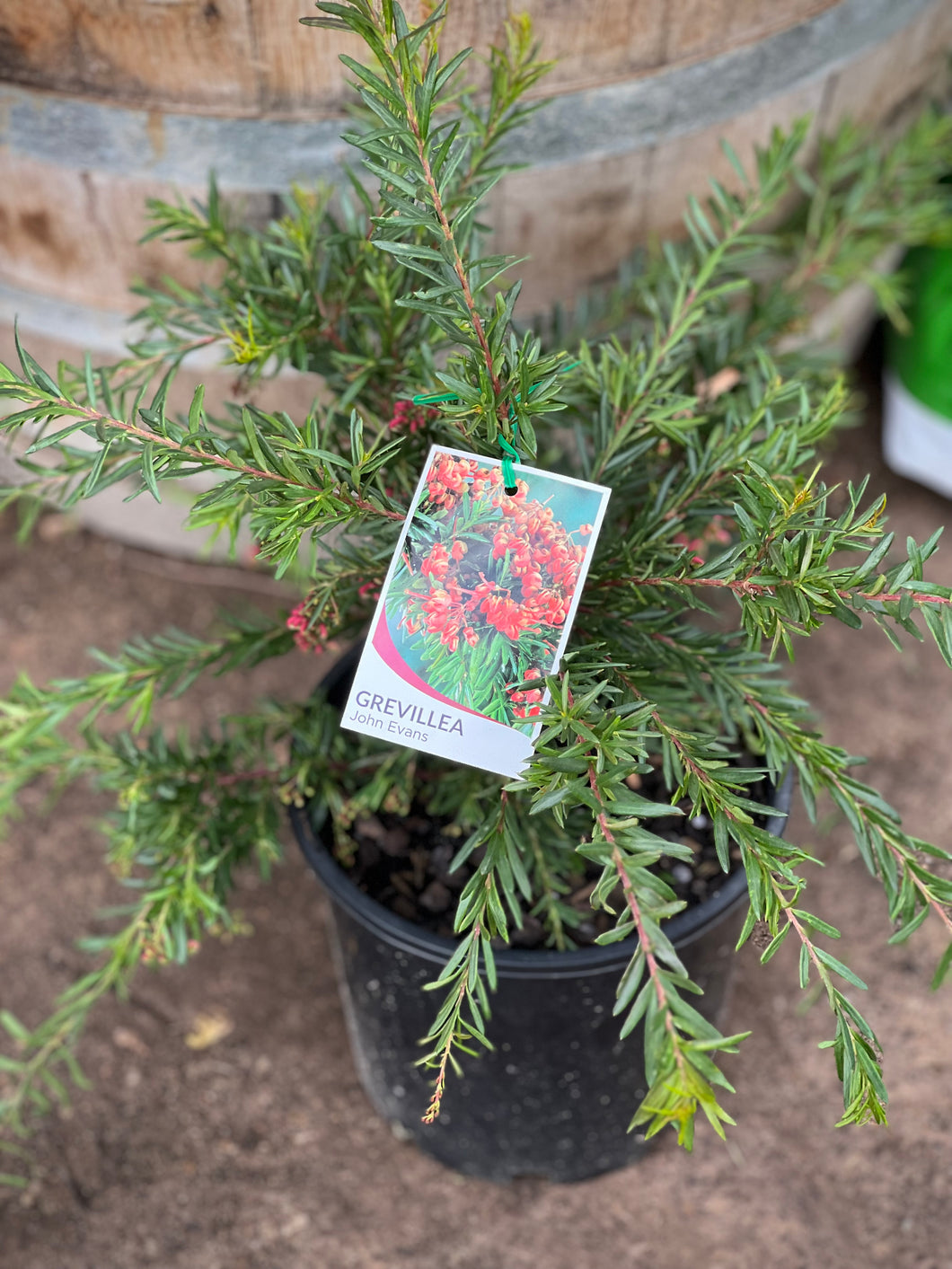 Grevillea ‘John Evans’