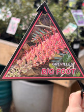 Load image into Gallery viewer, Grevillea banksii 'Big Foot'

