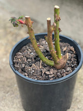 Load image into Gallery viewer, Rose - Hybrid Tea 'Oklahoma'
