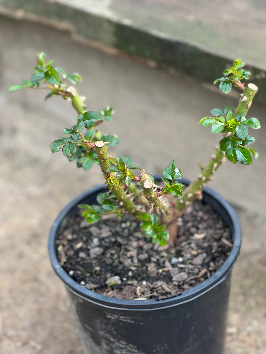 Rose - Floribunda 'Gift of Friendship'
