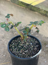 Load image into Gallery viewer, Rose - Hybrid Tea &#39;Baronne de Rothschild&#39;
