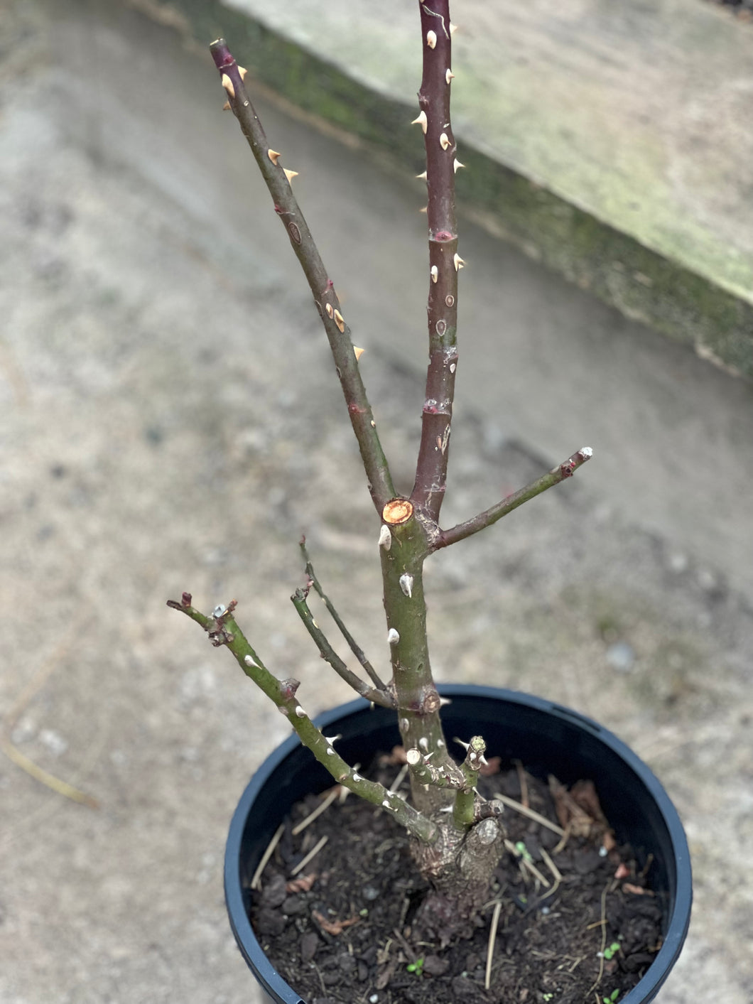 Rose - Climbing 'Future'