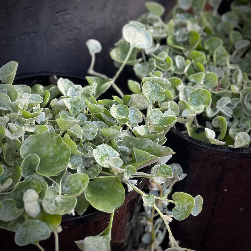 Dichondra argentea 'Silver Falls'