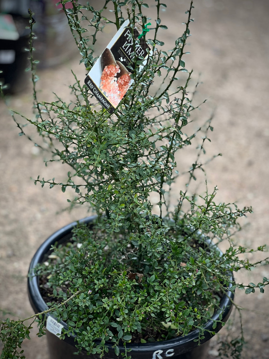 Finger Lime Red 'Red Champagne'