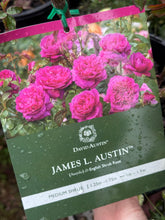 Load image into Gallery viewer, Rose - David Austin 'James L. Austin'
