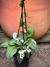 Load image into Gallery viewer, Clerodendrum thomsoniae
