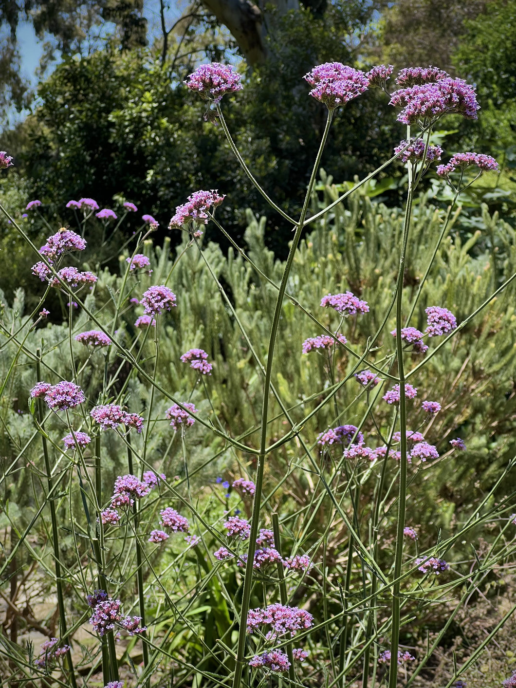 Verbena bonieriensis