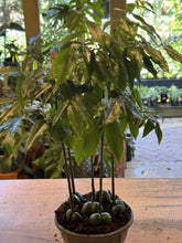 Load image into Gallery viewer, Castenospermum australe (Magic Bean)
