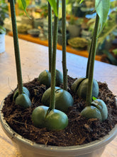 Load image into Gallery viewer, Castenospermum australe (Magic Bean)
