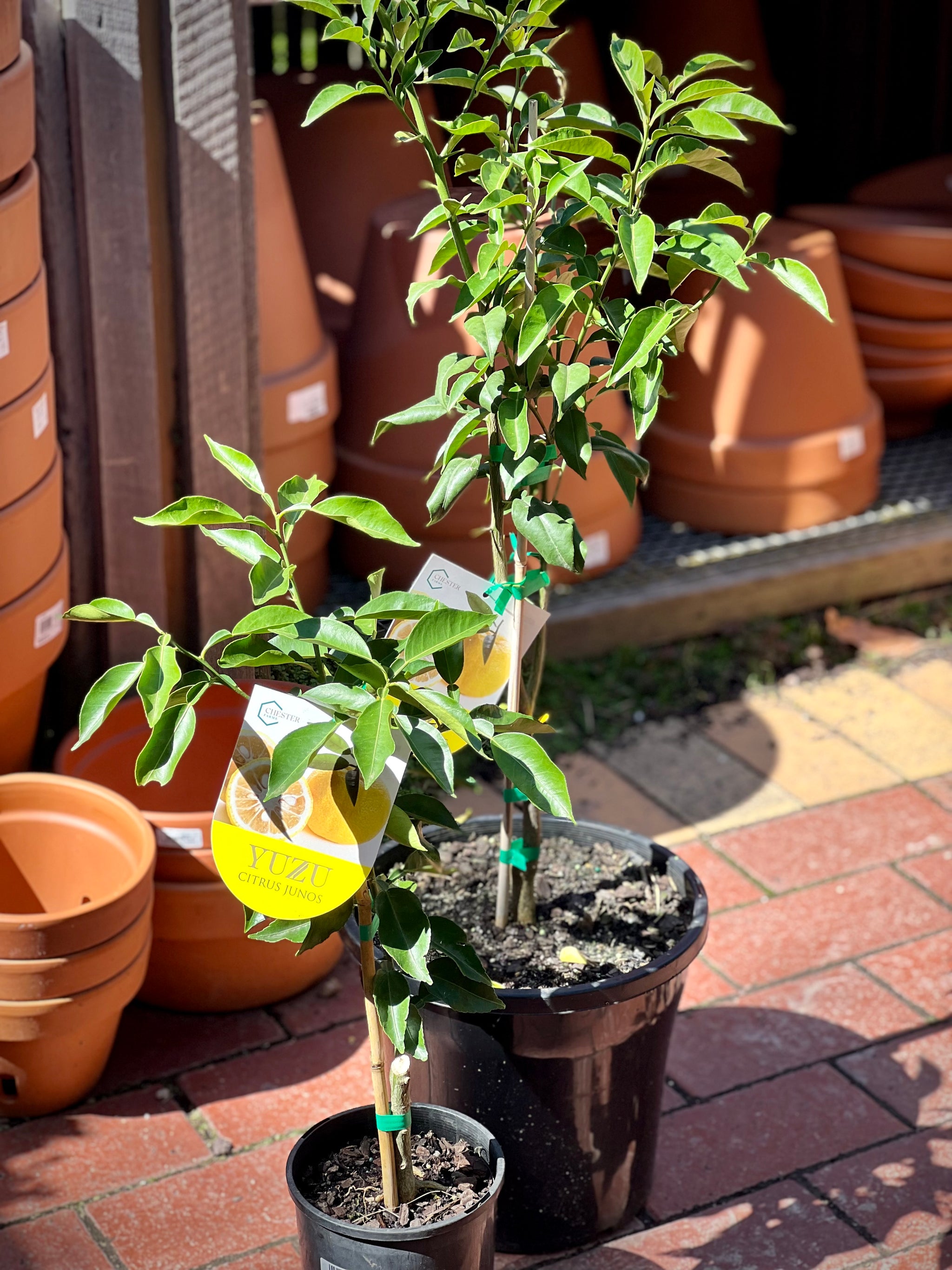 Lemon 'Yuzu'