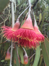 Load image into Gallery viewer, Eucalyptus caesia ‘Silver Princess’
