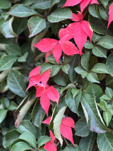 Load image into Gallery viewer, Parthenocissus henryana
