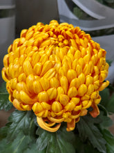 Load image into Gallery viewer, Chrysanthemum morifolium

