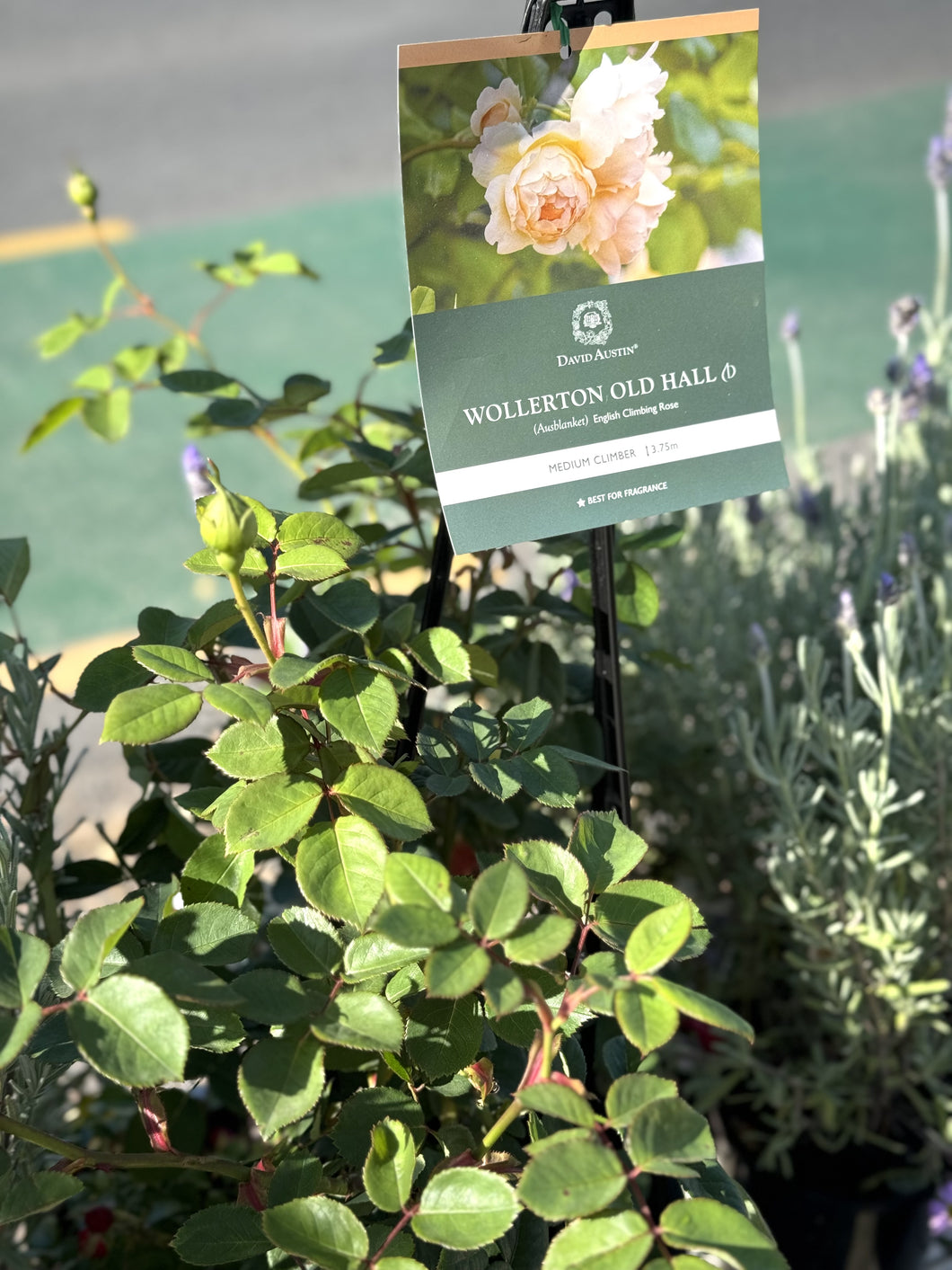 Rose 'Wollerton Old Hall'