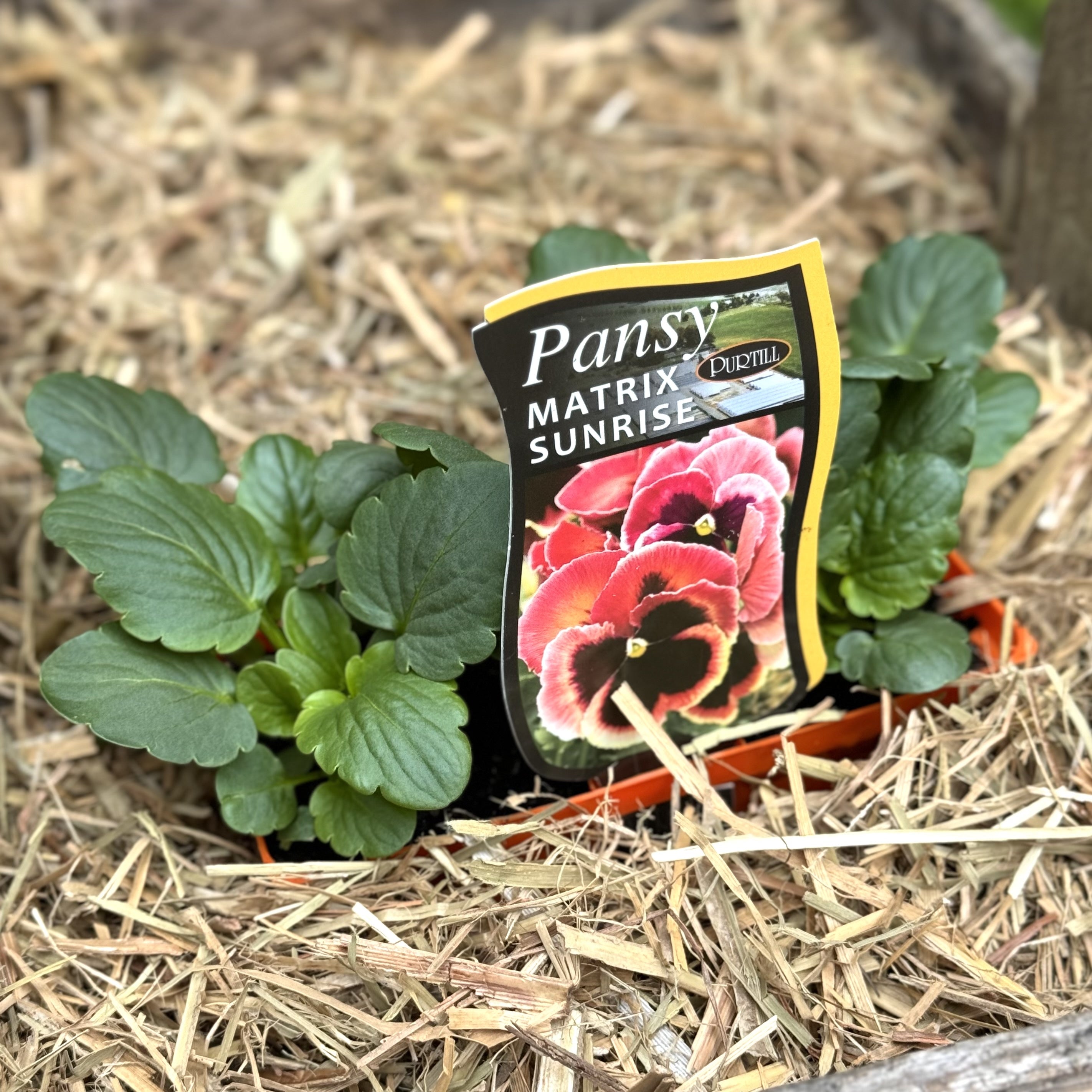 Pansy ‘Matrix Sunrise’ – Northcote Nursery