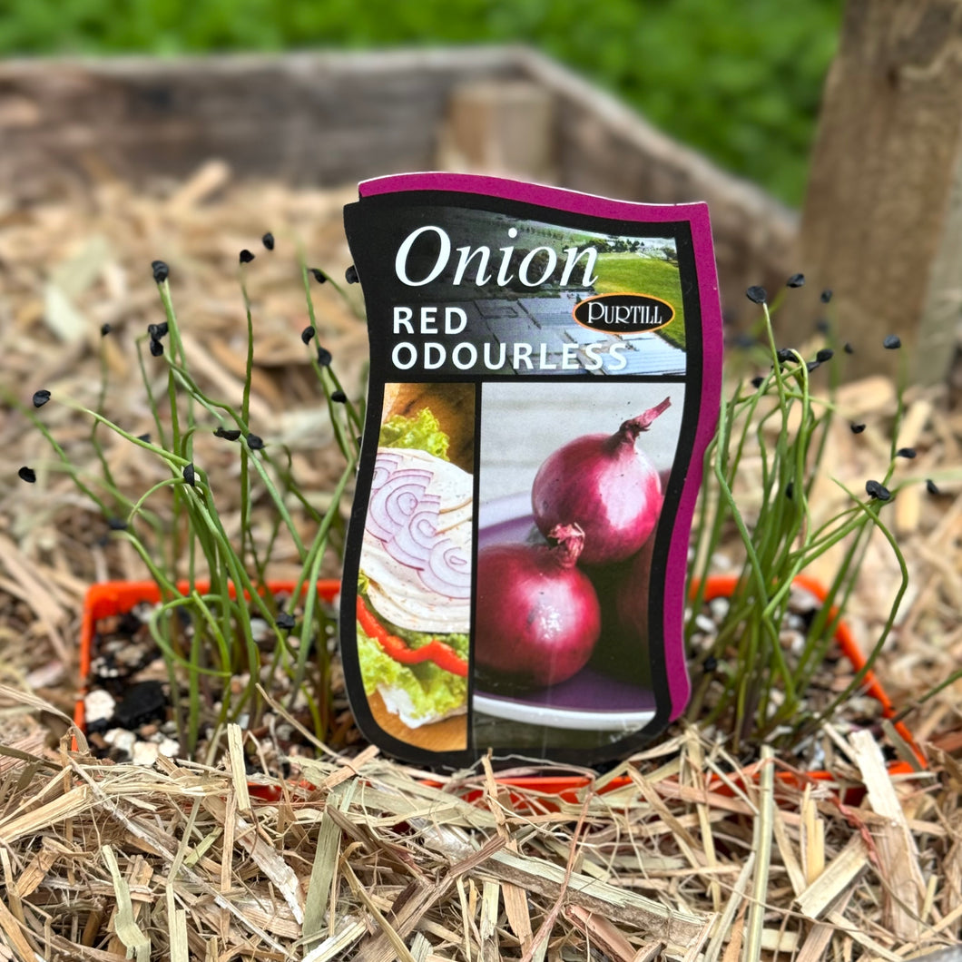Onion 'Red Odourless'