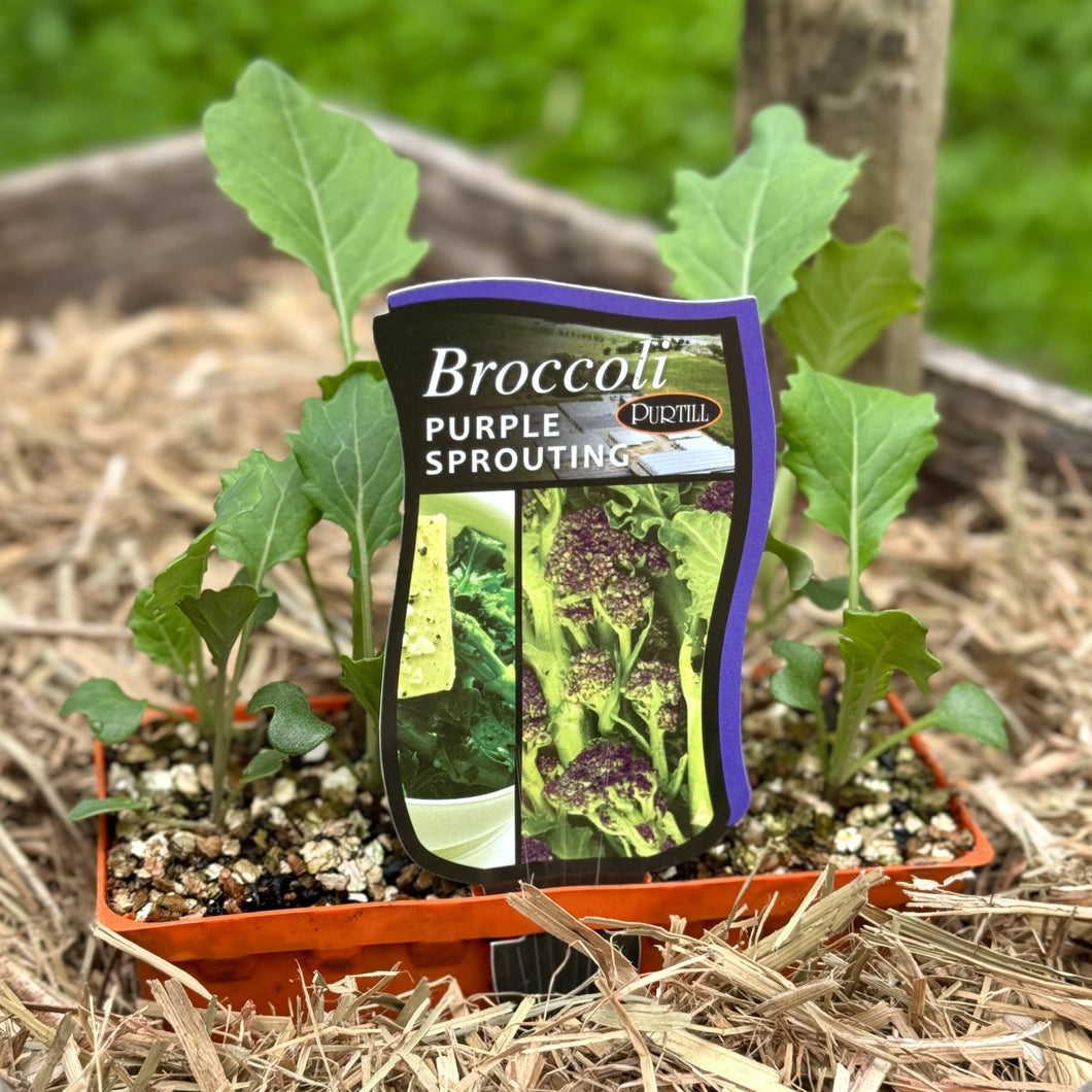 Broccoli ‘Purple Sprouting’