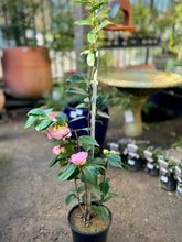 Load image into Gallery viewer, Camellia japonica &#39;Desire&#39;

