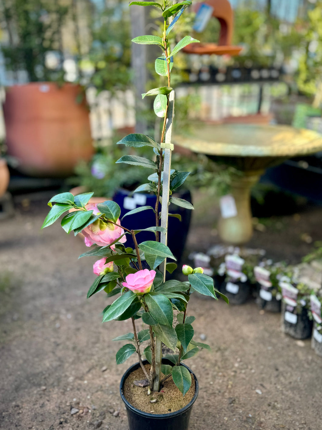 Camellia japonica 'Desire'